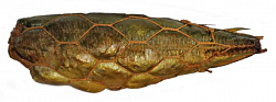 Рыба: Ставрида<br>Сетка: Сота 80-125/6<br>Цвет: Белый<br>Тип сетки: полностью эластичная